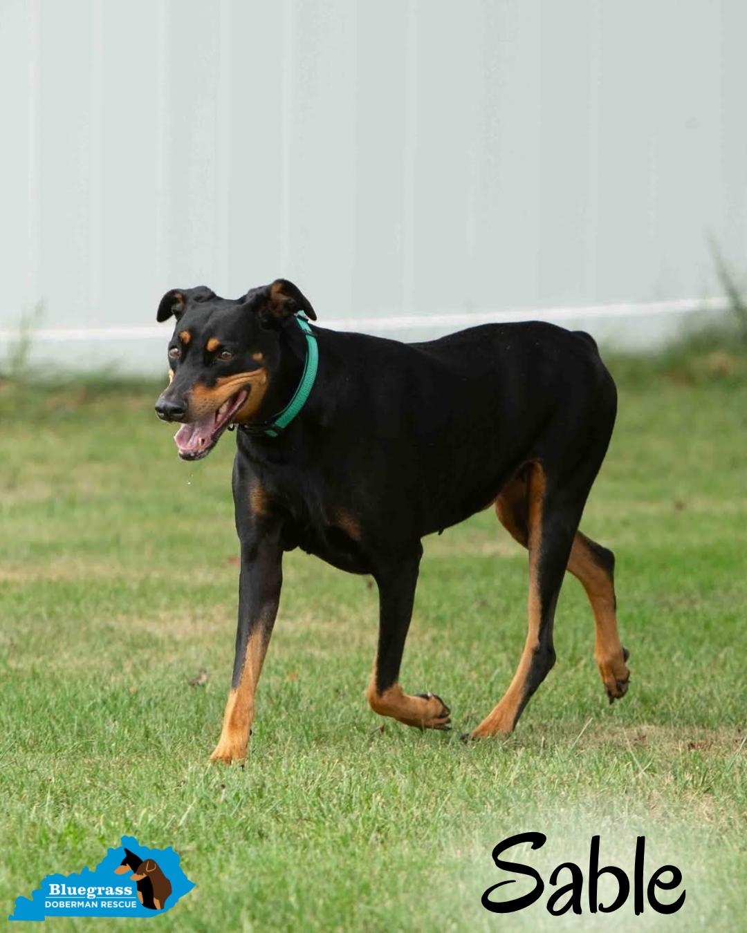 Enlarge Sable, a ADOPTABLE Doberman Pinscher in Louisville, KY image 2/6