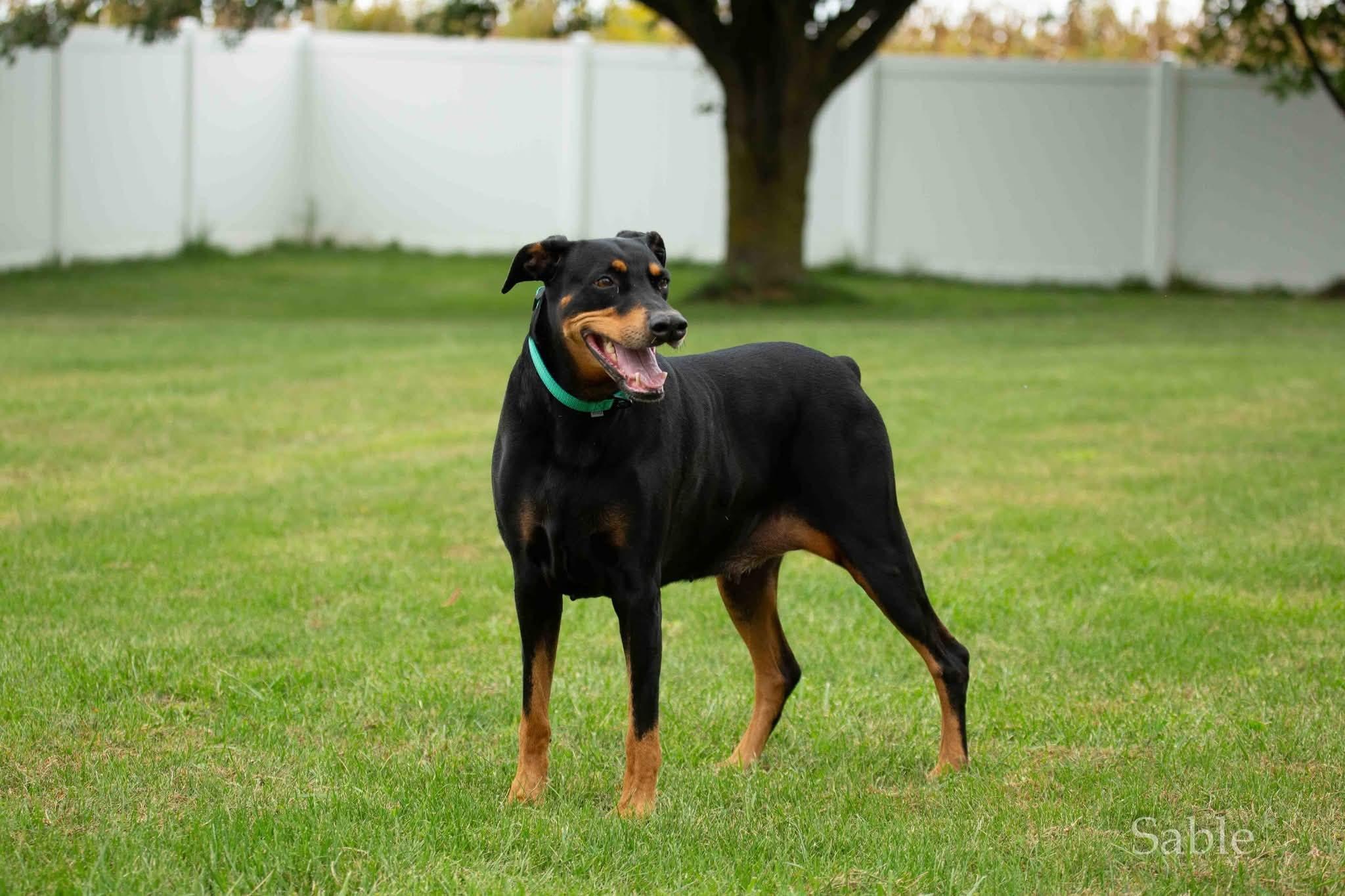 Enlarge Sable, a ADOPTABLE Doberman Pinscher in Louisville, KY image 4/6
