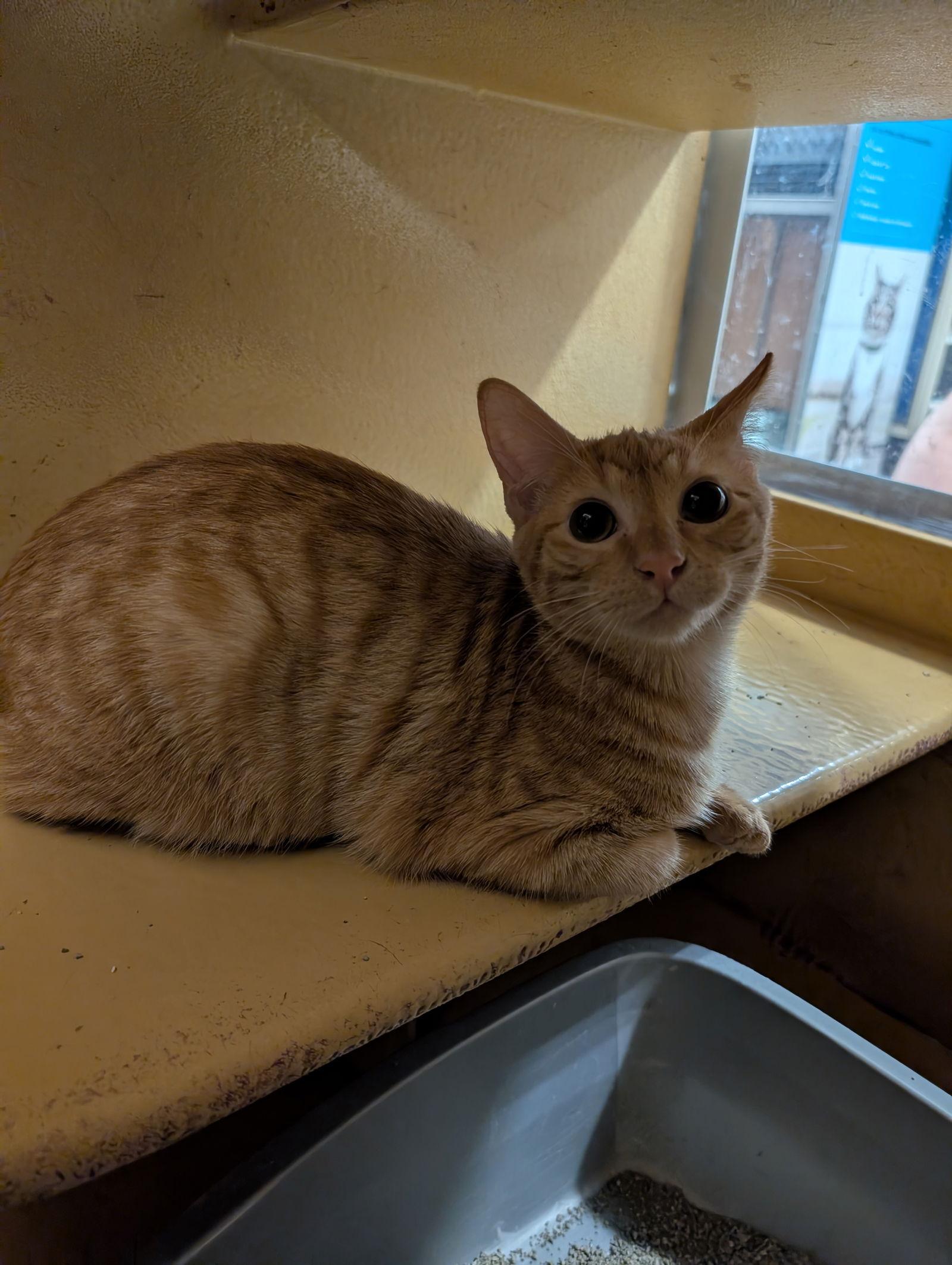 Enlarge Peanut, a Adoptable Domestic Short Hair in Rowlett, TX image 1/3