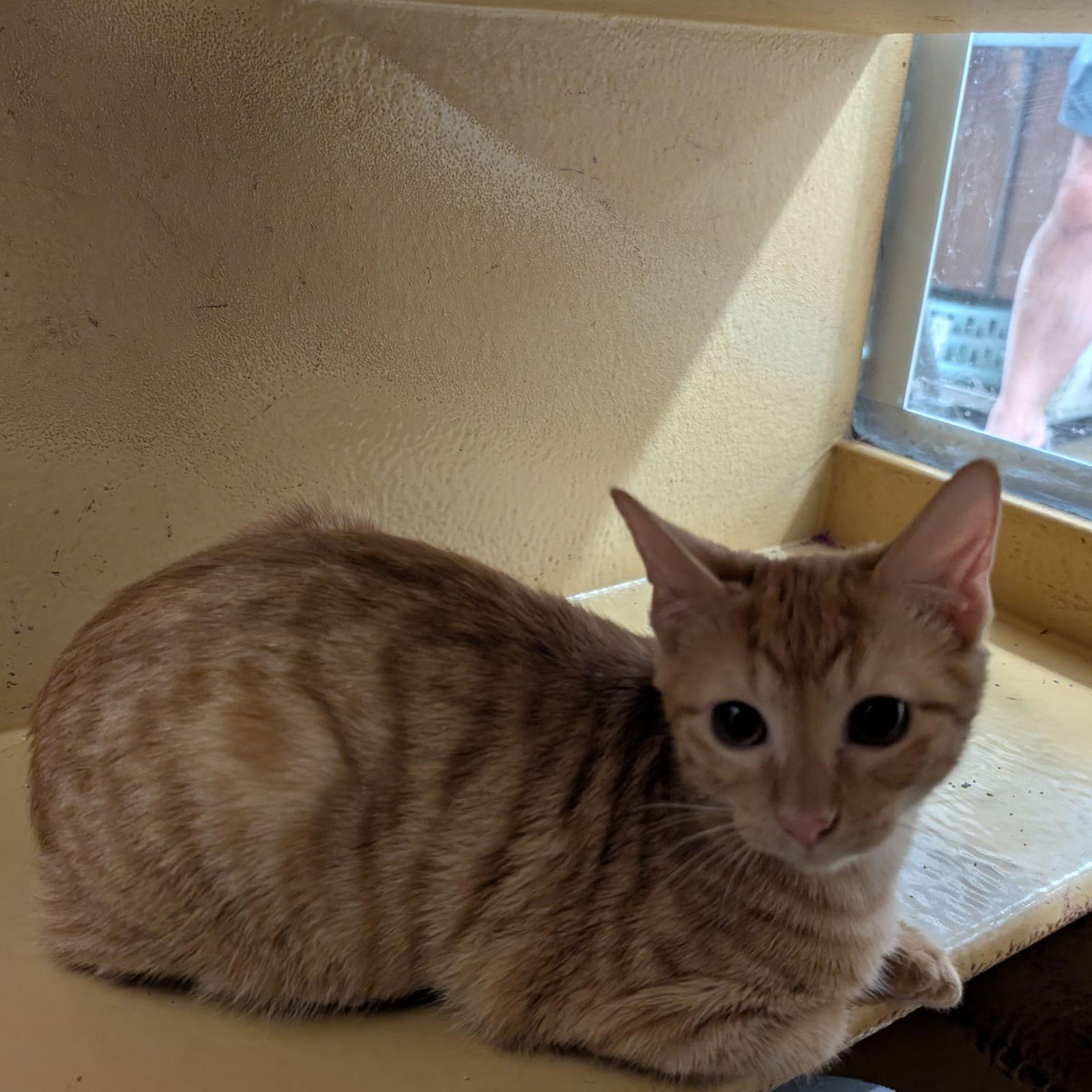 Enlarge Peanut, a Adoptable Domestic Short Hair in Rowlett, TX image 2/3