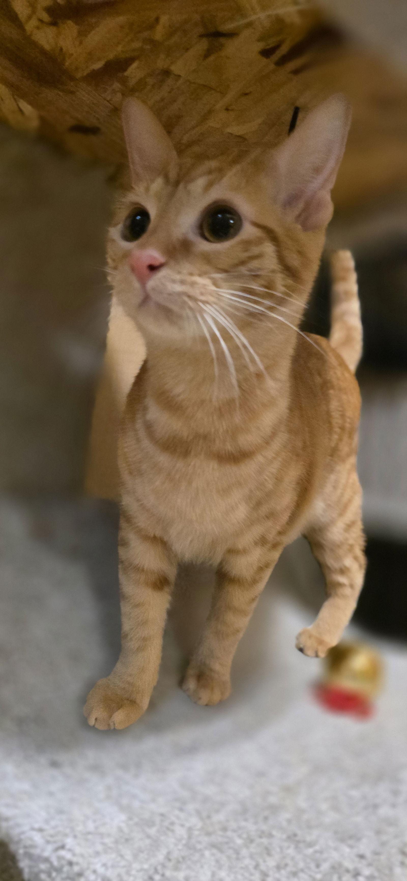 Enlarge Peanut, a Adoptable Domestic Short Hair in Rowlett, TX image 3/3