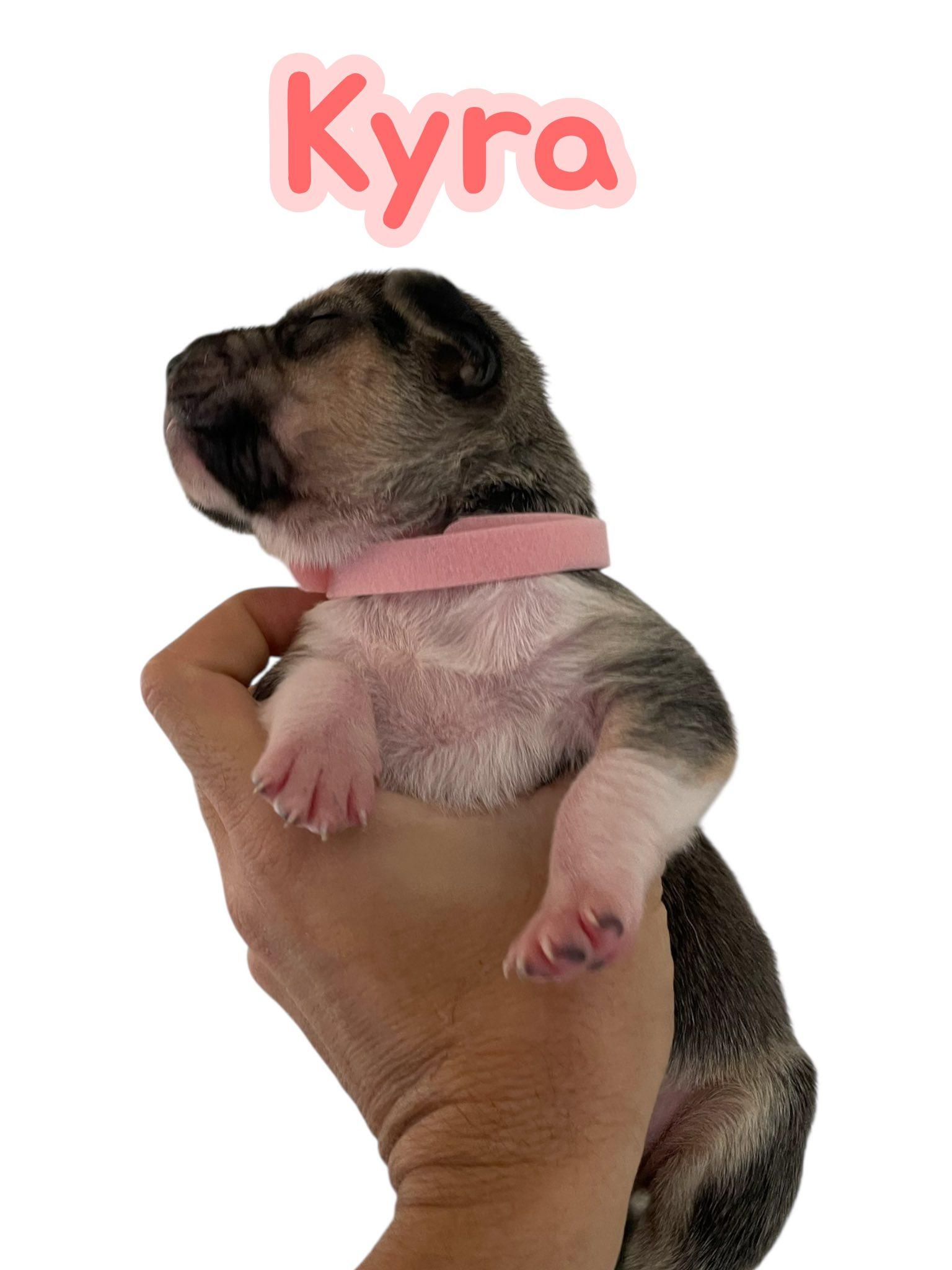 Sunny's Puppies - 4 Girls - NC