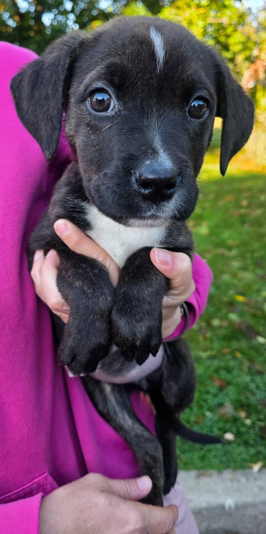 Zaza, Adoptable, Puppy Female Pit Bull Terrier.
