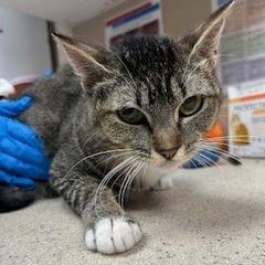 Cat 03/31/2026, Adoptable, Young Female Domestic Short Hair.