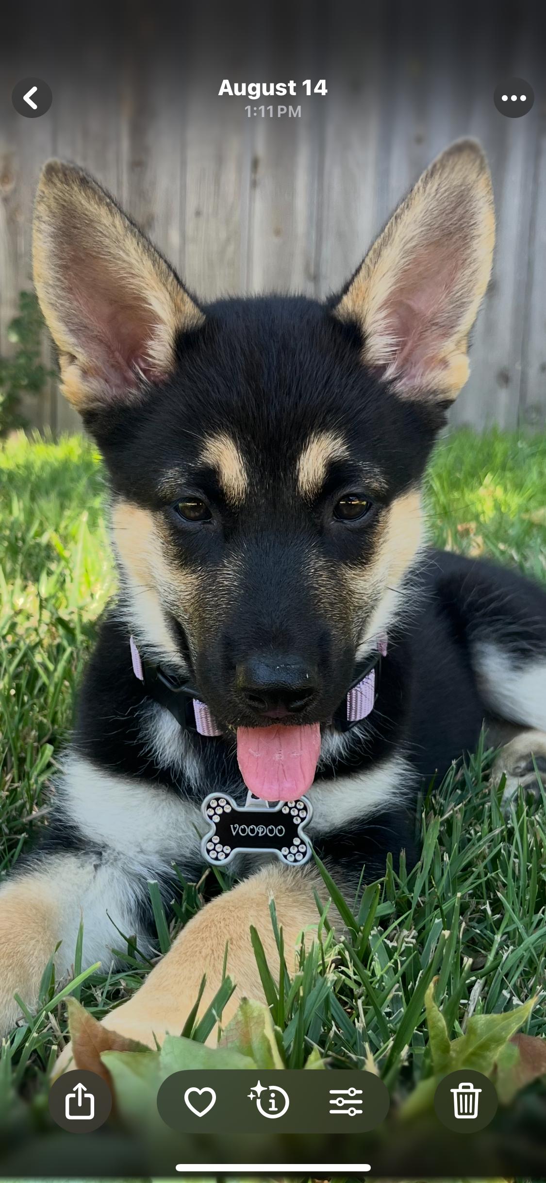 Rose nka voodoo, ADOPTABLE, Young Female German Shepherd Dog.