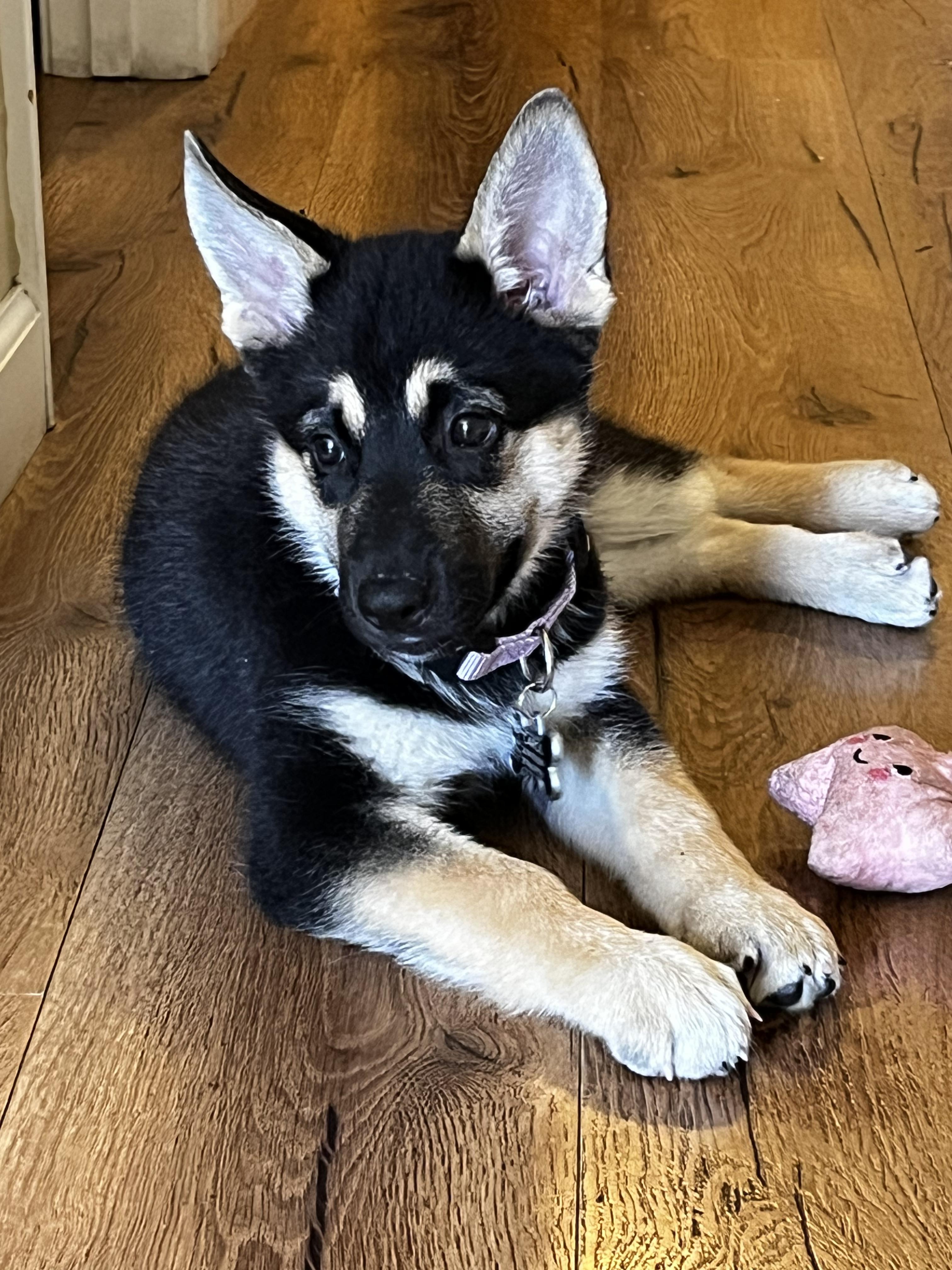 Enlarge Rose nka voodoo, a ADOPTABLE German Shepherd Dog in tracy, CA image 2/2