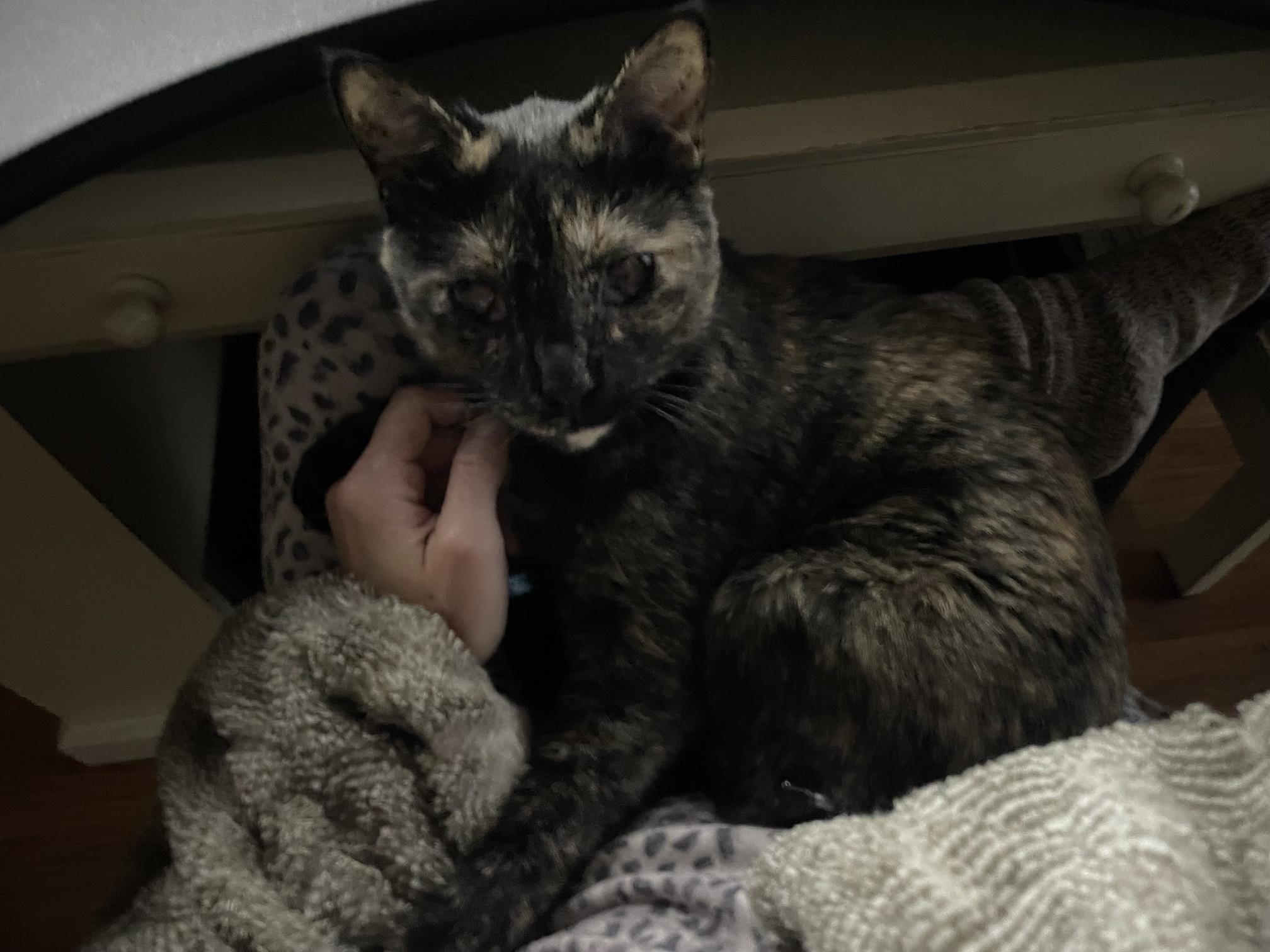 Enlarge Luna - URGENT - owner needs Temporary Foster for health reasons, a Adoptable Tortoiseshell in Clarksville, IN image 2/4