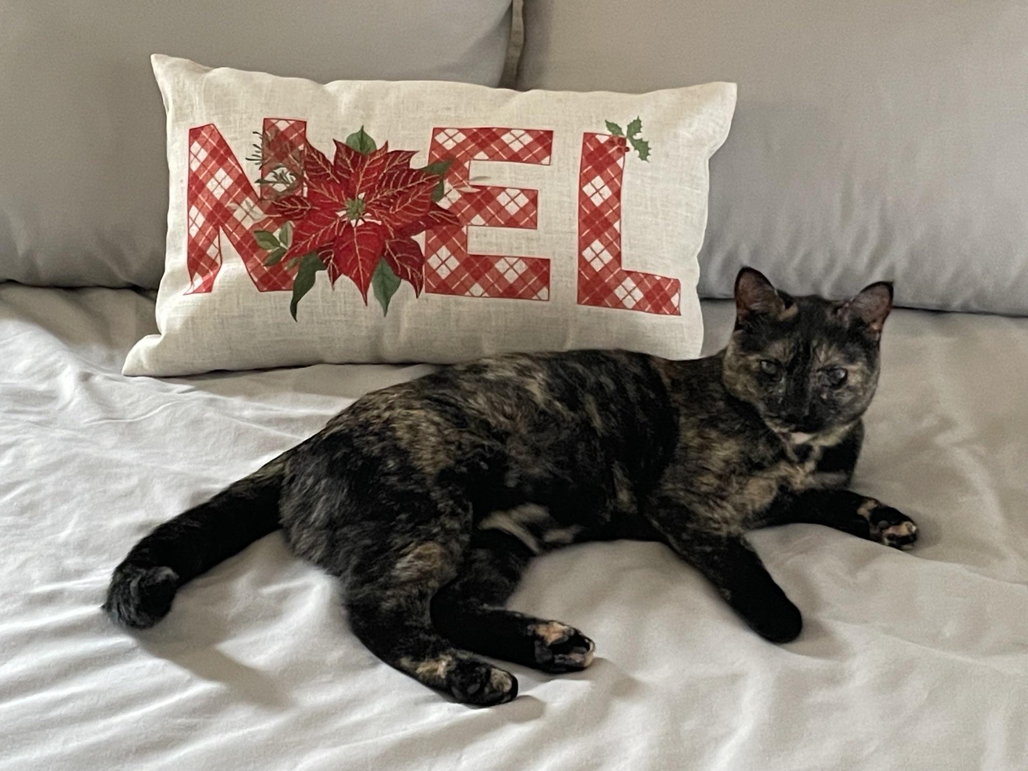 Luna - URGENT - owner needs Temporary Foster for health reasons, Adoptable, Adult Female Tortoiseshell.