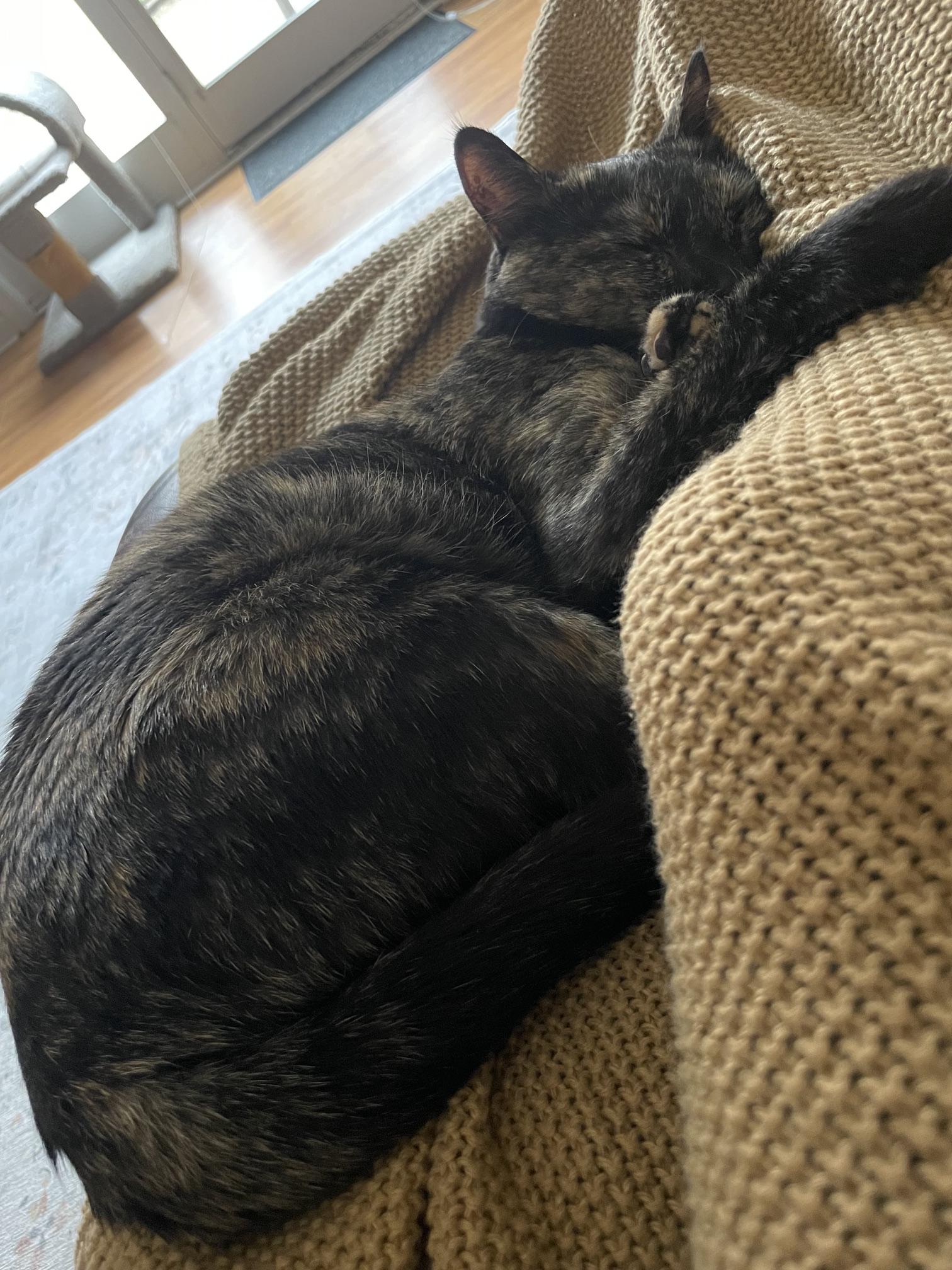 Enlarge Luna - URGENT - owner needs Temporary Foster for health reasons, a Adoptable Tortoiseshell in Clarksville, IN image 4/4