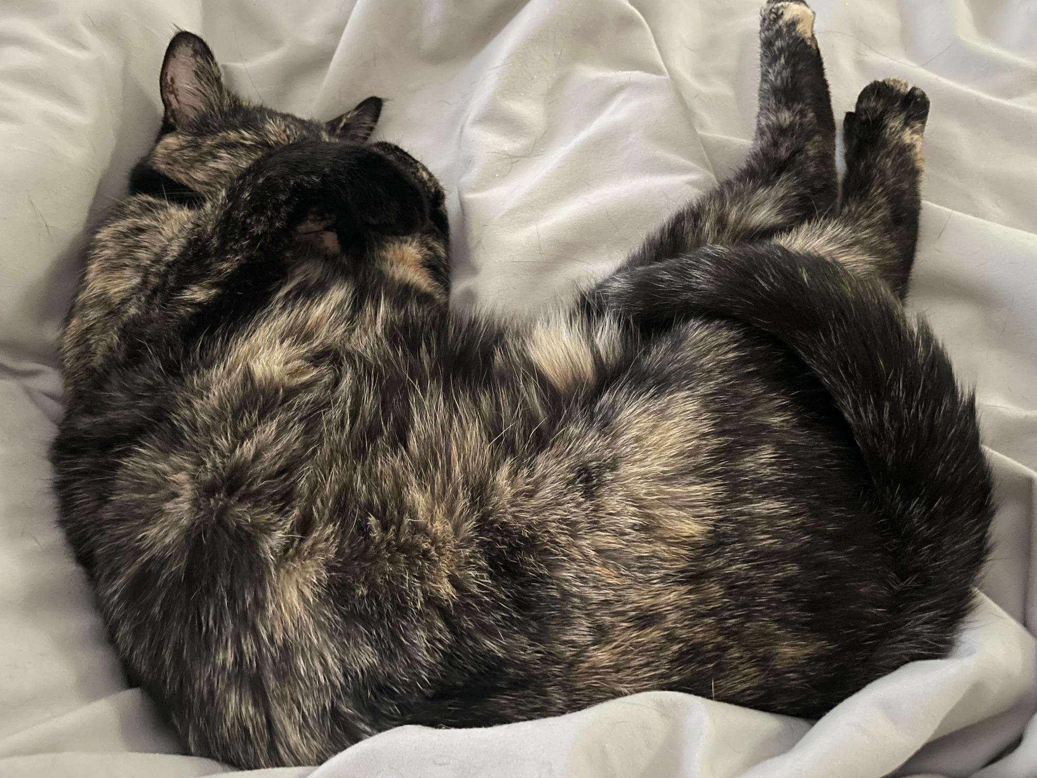 Enlarge Luna - URGENT - owner needs Temporary Foster for health reasons, a Adoptable Tortoiseshell in Clarksville, IN image 3/4