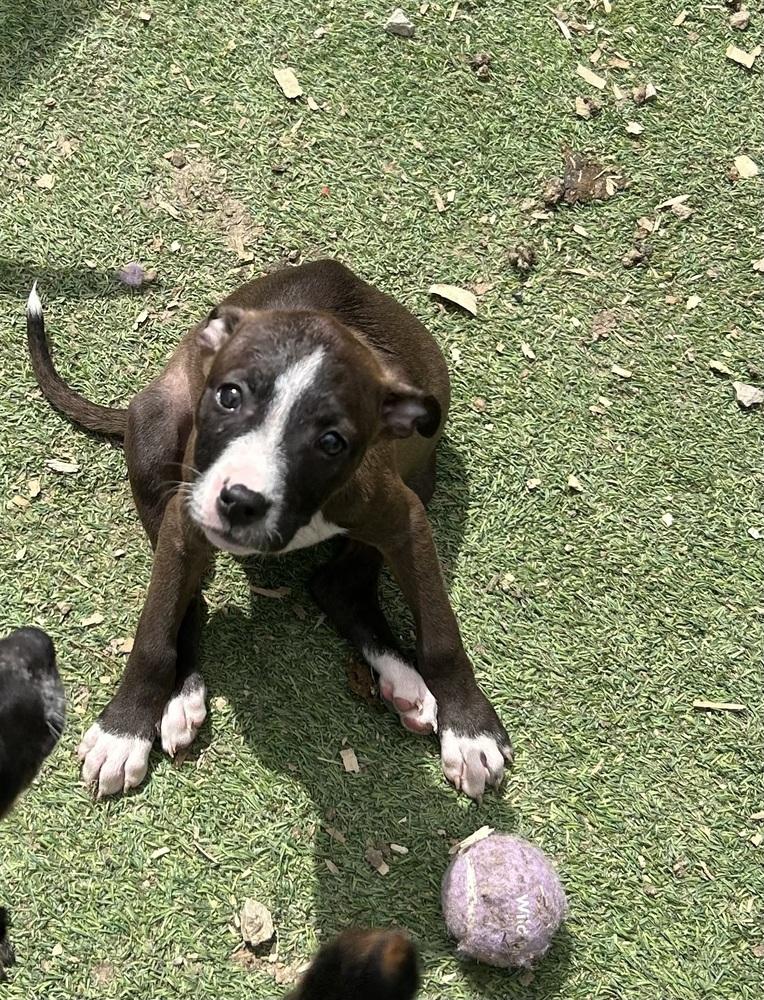 Canyon, Adoptable, Puppy Male Labrador Retriever & Hound.