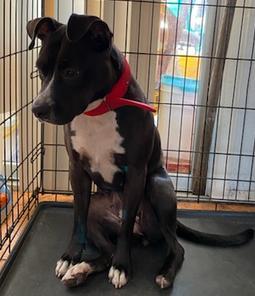 Enlarge Livvy, a Adoptable mixed breed in Fort Myers, FL image 1/2