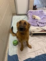 Enlarge Honey, an adopted mixed breed in Whitby, ON image 2/2