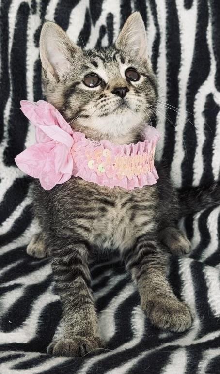 Savannah, ADOPTABLE, Kitten Female Tabby.
