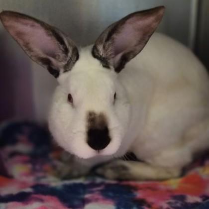 Enlarge Saguaro, an adoptable Californian image 1/1