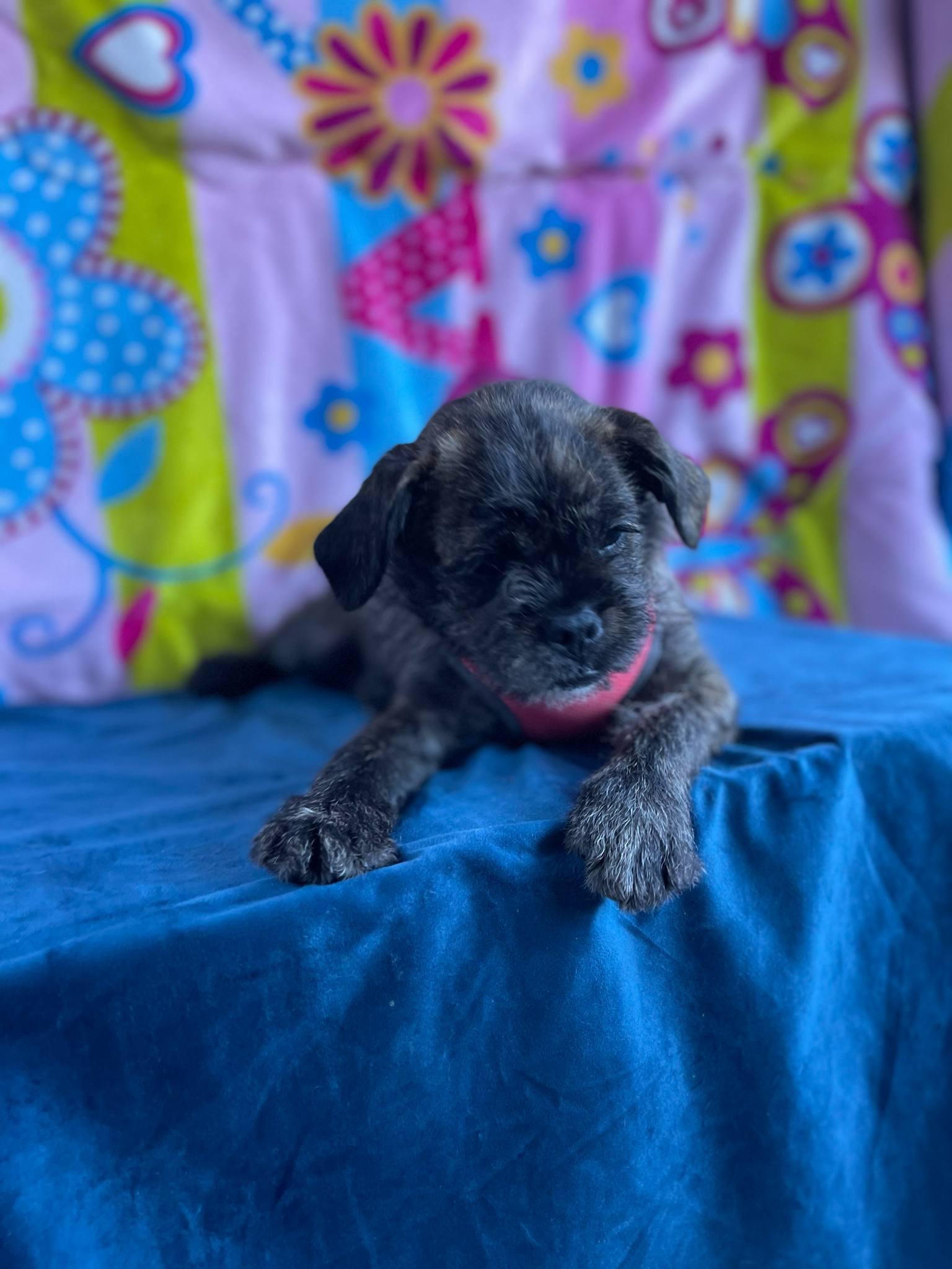 Stacy, an adoptable Pekingese, Pug in Aliso Viejo, CA, 92656 | Photo Image 5