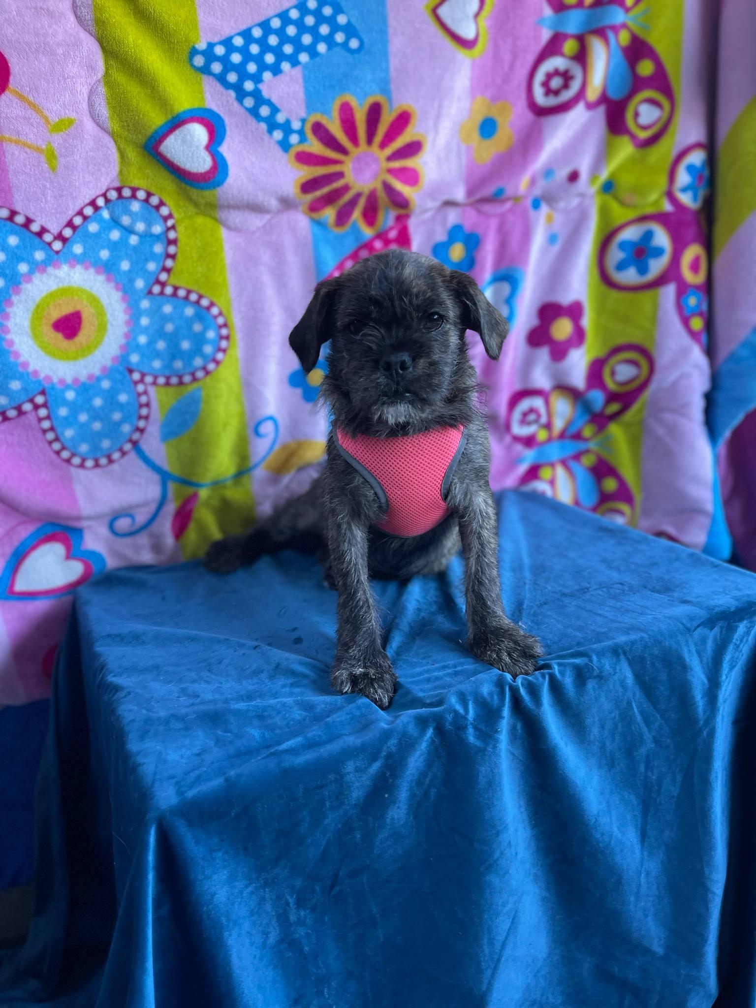 Stacy, an adoptable Pekingese, Pug in Aliso Viejo, CA, 92656 | Photo Image 2