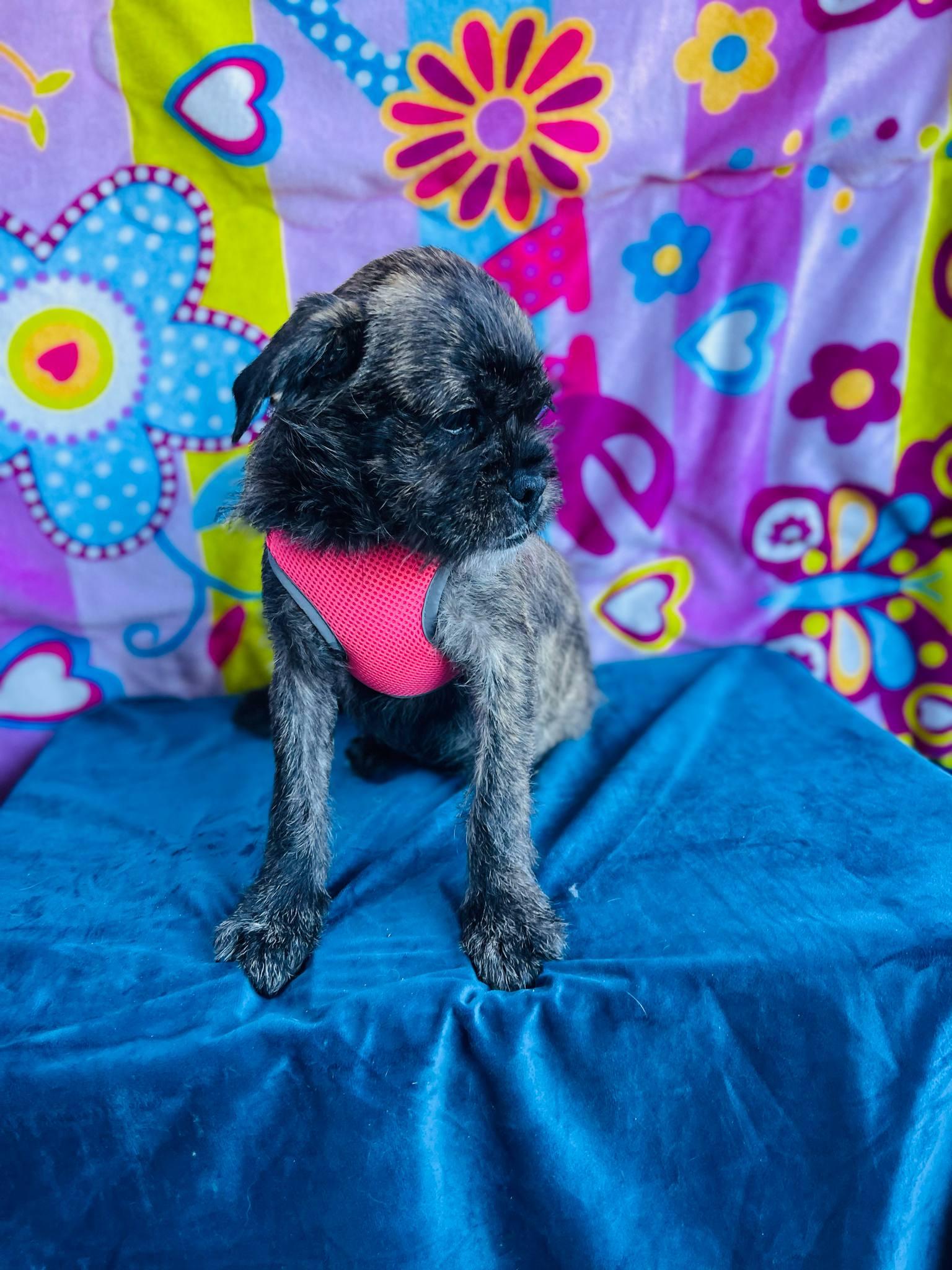 Stacy, an adoptable Pekingese, Pug in Aliso Viejo, CA, 92656 | Photo Image 4