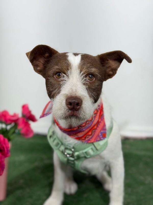 Tarzan-One of our Amazing Rescue Dogs, adopted, Young Male Border Terrier & Schnauzer.