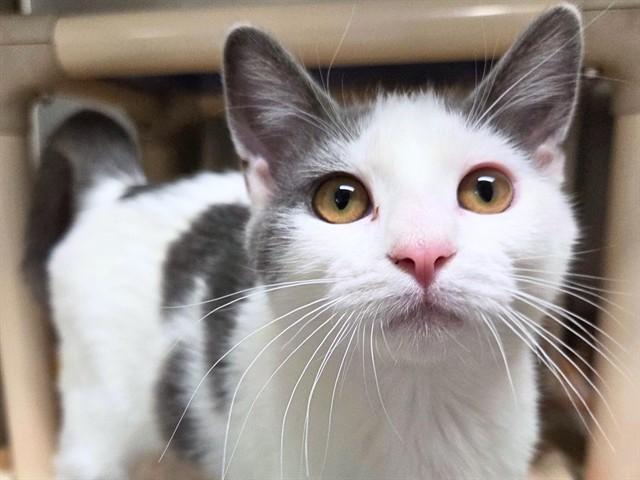 Enlarge SPAMELA, a Adoptable Domestic Short Hair in Ames, IA image 1/1