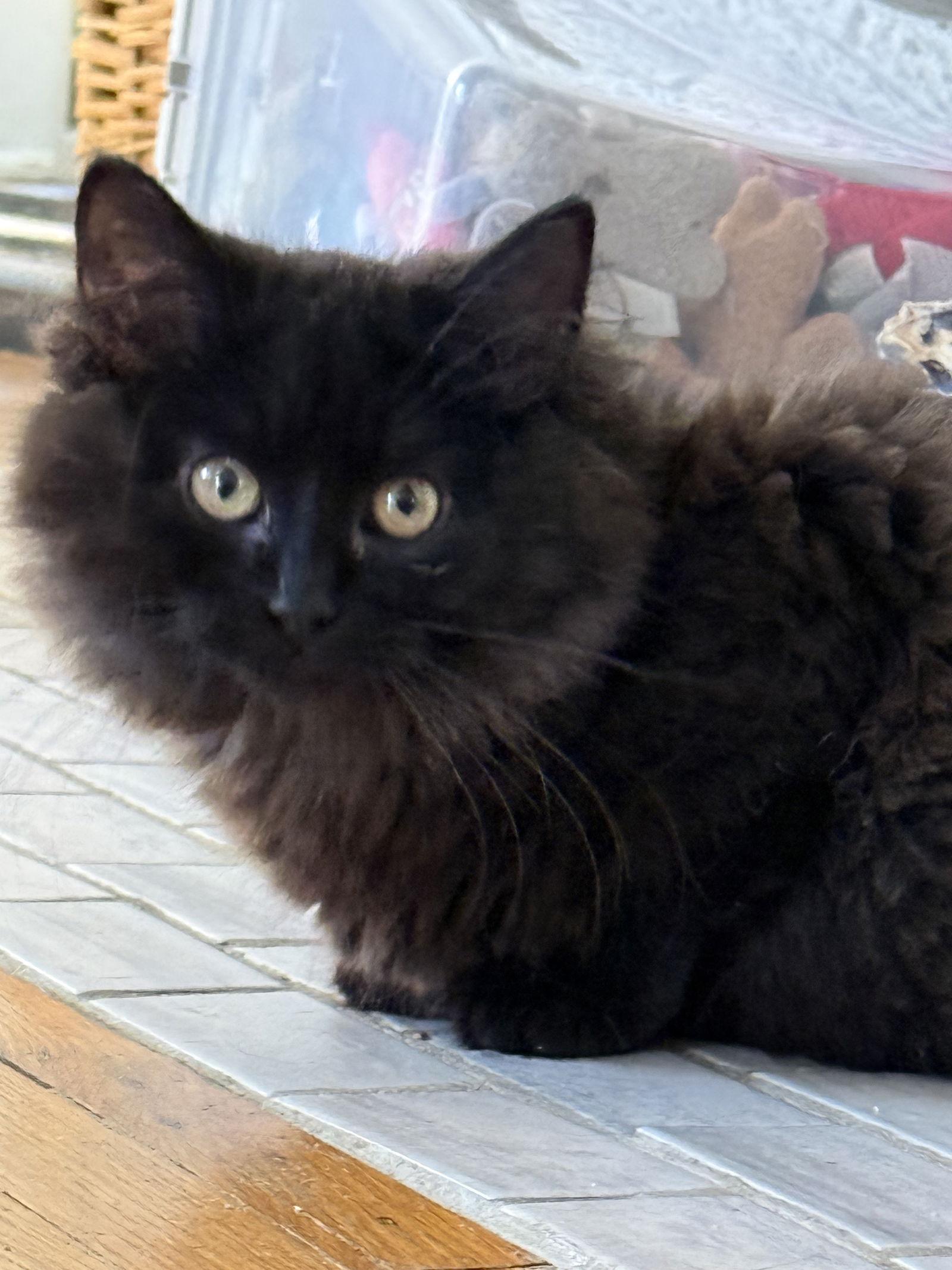 Truffle - JM, Adoptable, Kitten Female Domestic Medium Hair.