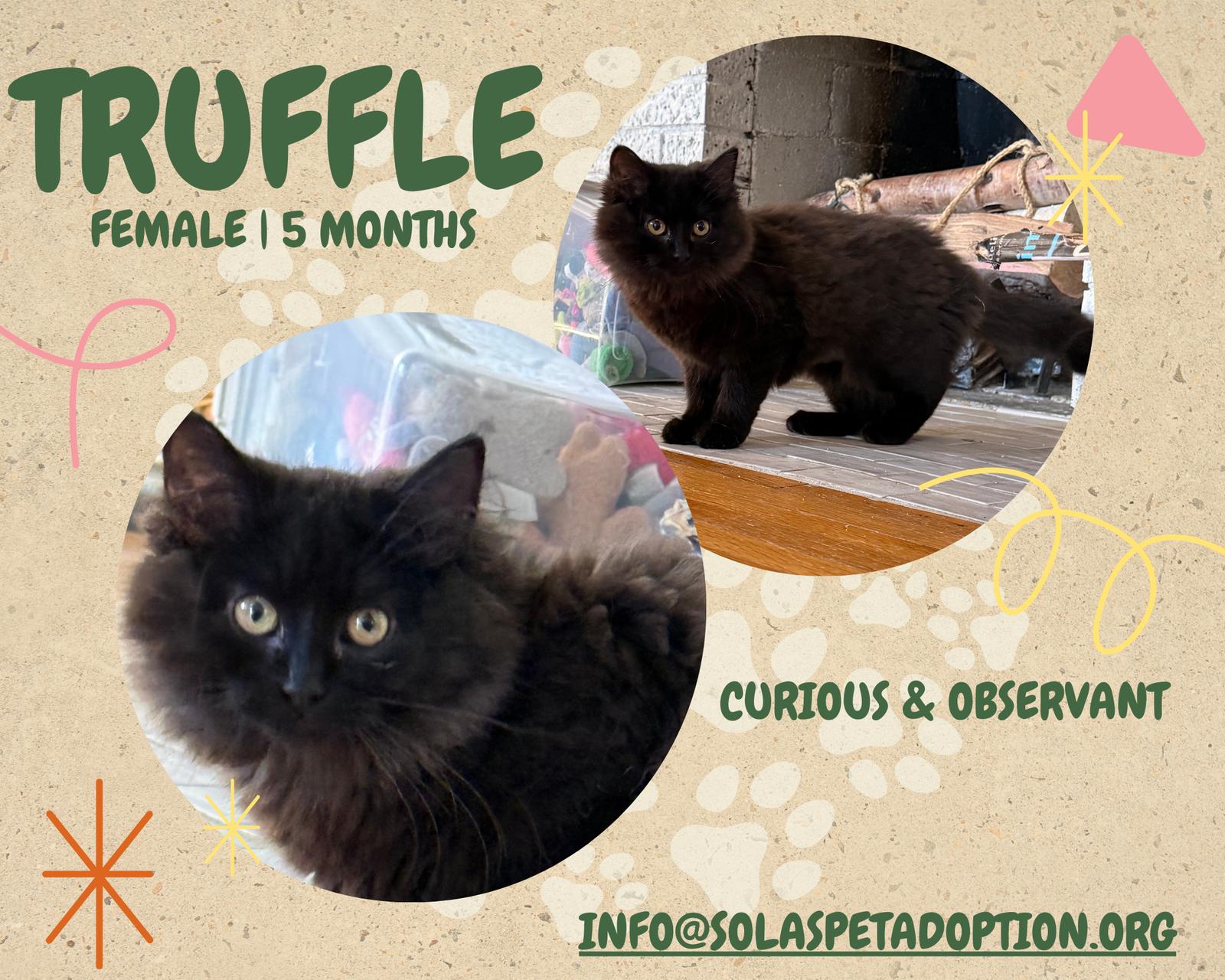 Truffle - JM, a Adoptable Domestic Medium Hair in Council Bluffs, IA image 2/2