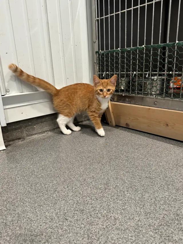 Enlarge Penny, a ADOPTABLE Domestic Short Hair in Seward, NE image 1/1