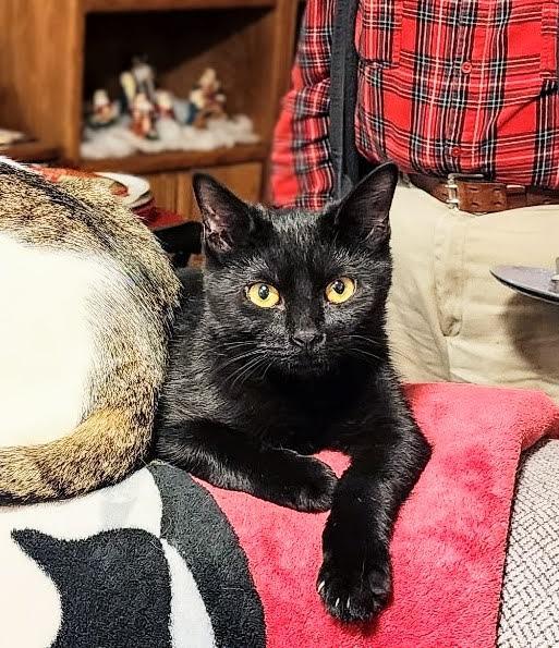 Connor Holmlund, adoptable, Kitten Male Domestic Short Hair.