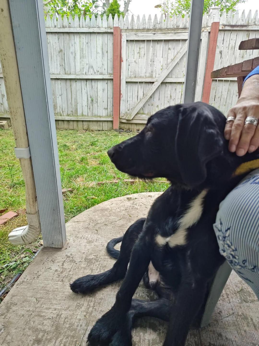 Sargent, Adopted, Young Male Labrador Retriever & Standard Poodle.