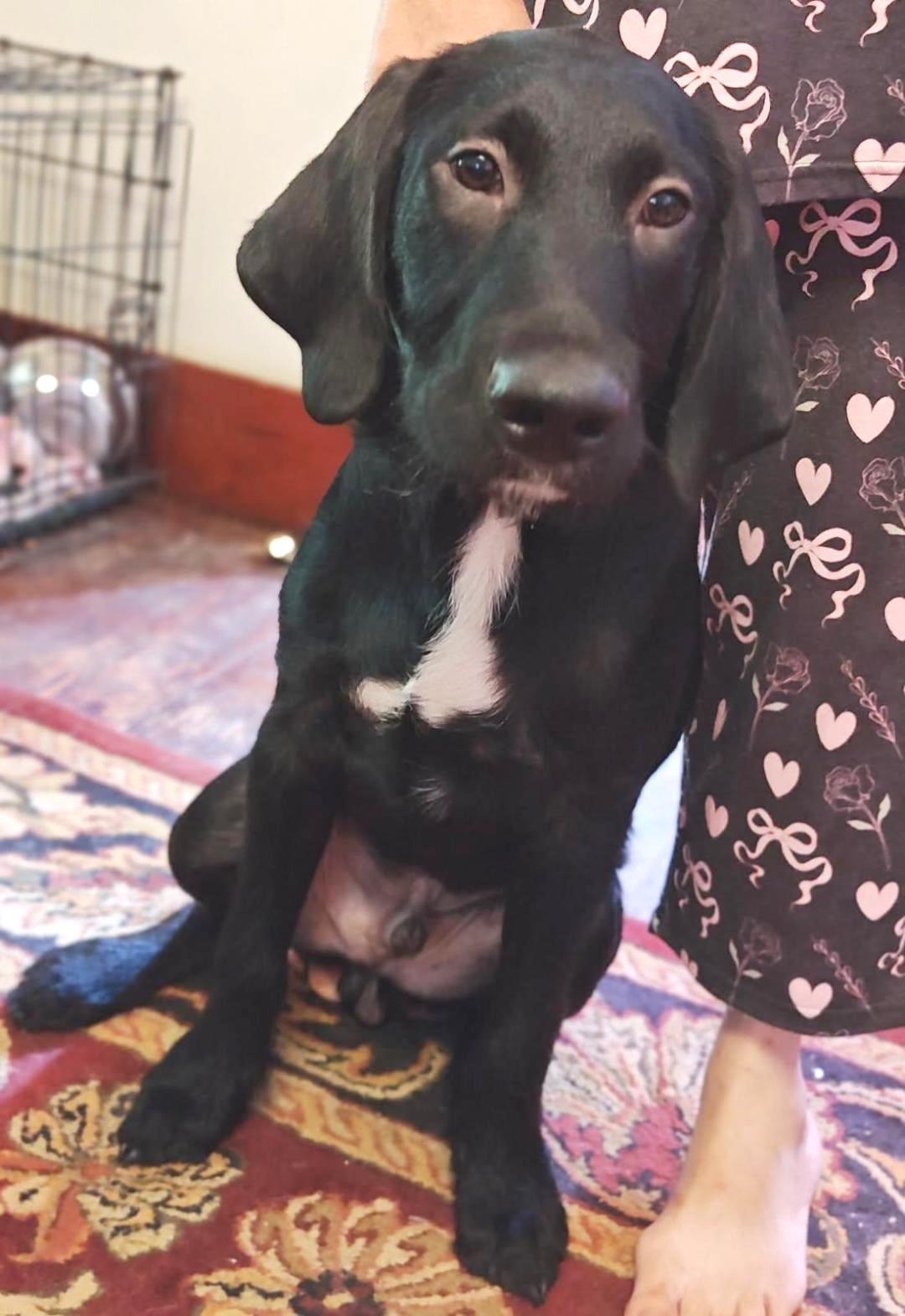 Enlarge Sargent, a Adopted mixed breed in Rootstown, OH image 2/3