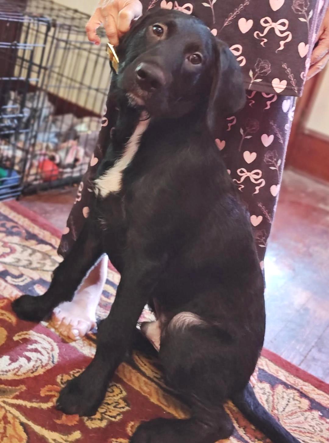 Enlarge Sargent, a Adopted mixed breed in Rootstown, OH image 3/3