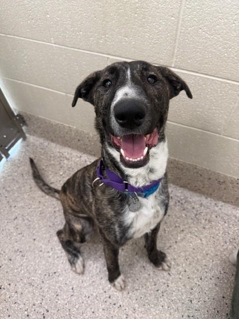 LEBRON, Adoptable, Young Male Bull Terrier & Mixed Breed.