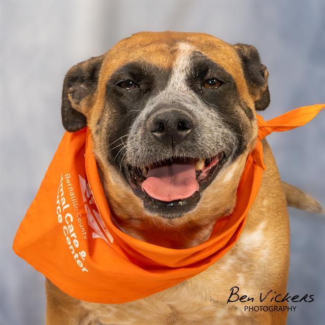 JENNIE, Adoptable, Adult Female Australian Cattle Dog / Blue Heeler & Mixed Breed.