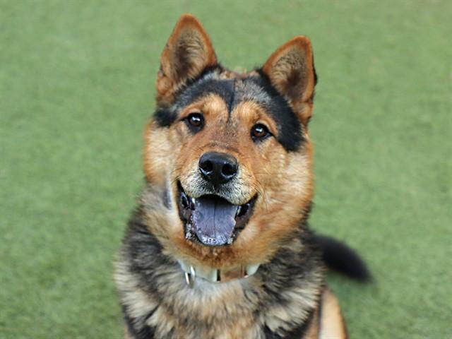 Enlarge ACHILLES, a Adoptable mixed breed in Ojai, CA image 1/1