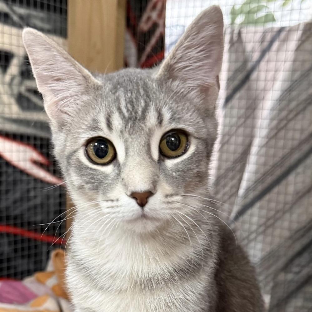 Dusty, Adoptable, Young Female Domestic Short Hair.