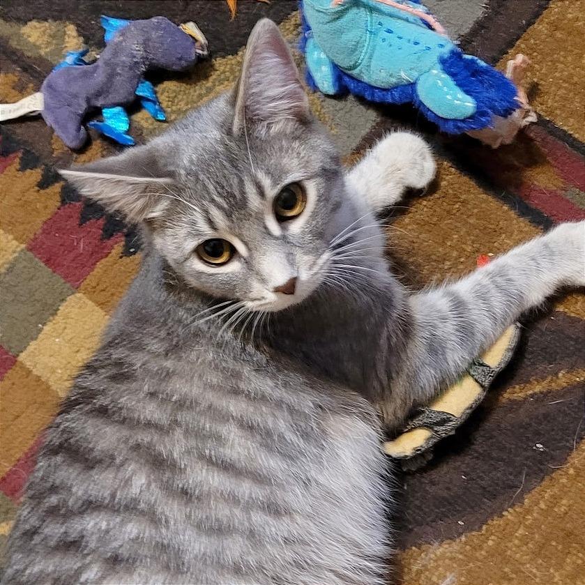 Enlarge Dusty, a Adoptable Domestic Short Hair in Traverse City, MI image 2/6
