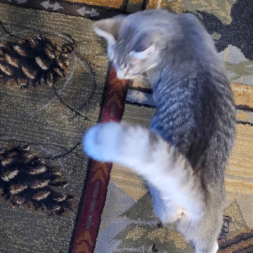 Enlarge Dusty, a Adoptable Domestic Short Hair in Traverse City, MI image 3/6
