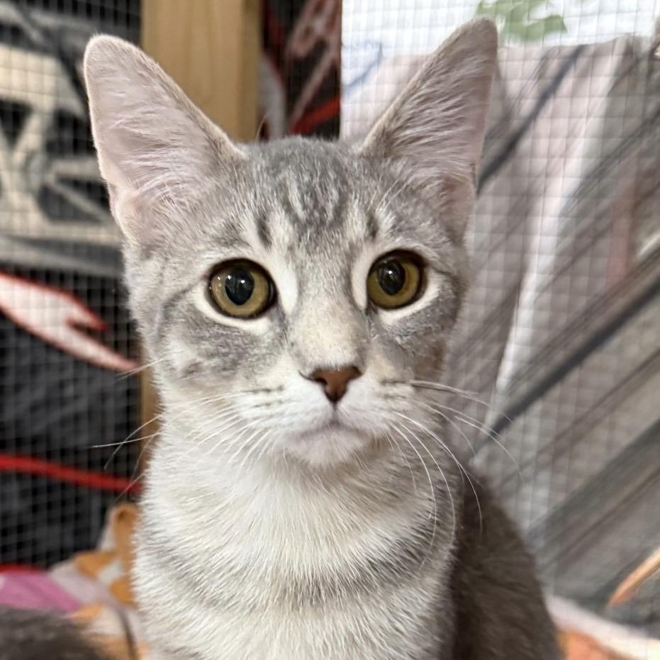 Dusty, a Adoptable Domestic Short Hair in Traverse City, MI image 2/4