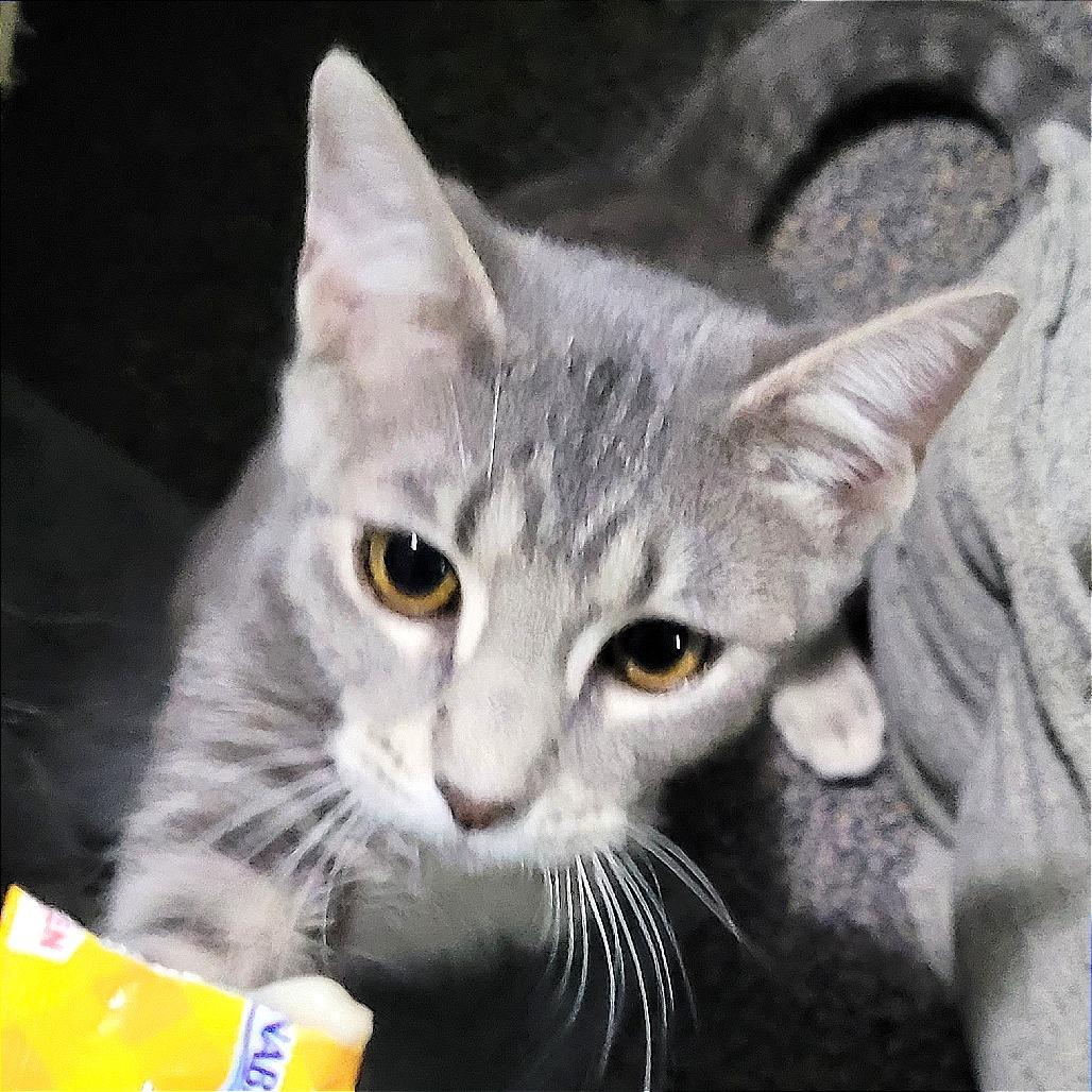 Dusty, a Adoptable Domestic Short Hair in Traverse City, MI image 3/4