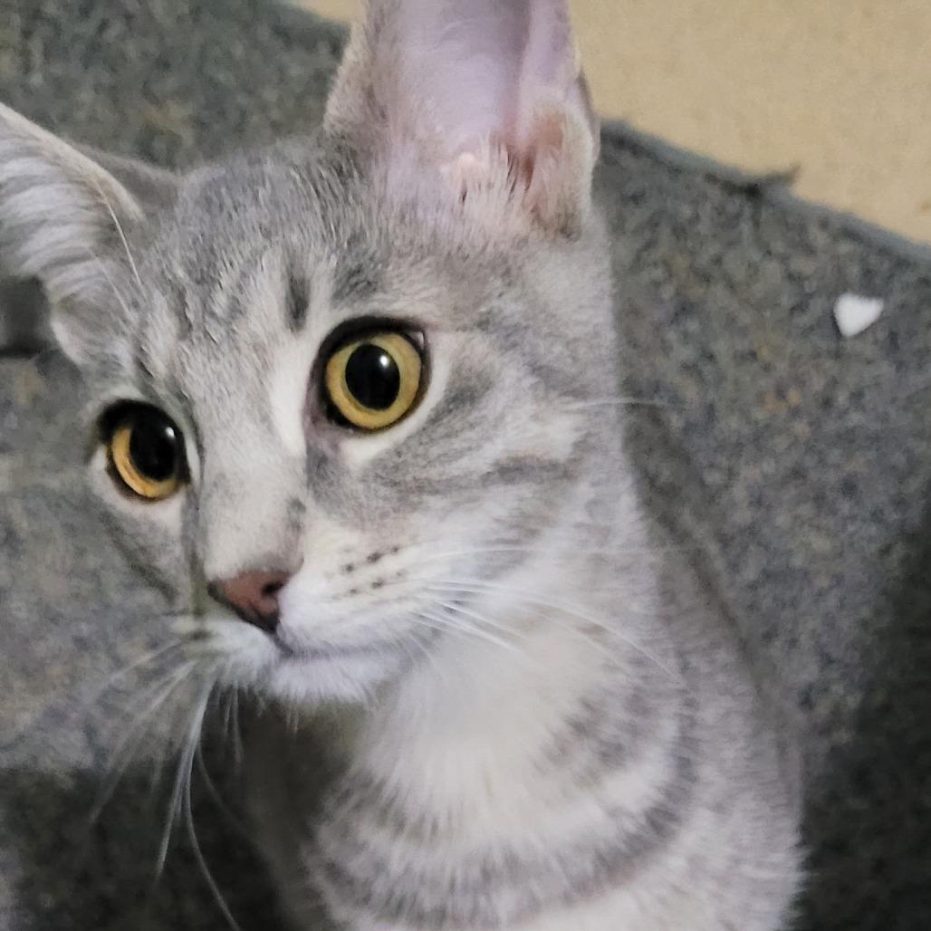 Dusty, a Adoptable Domestic Short Hair in Traverse City, MI image 4/4