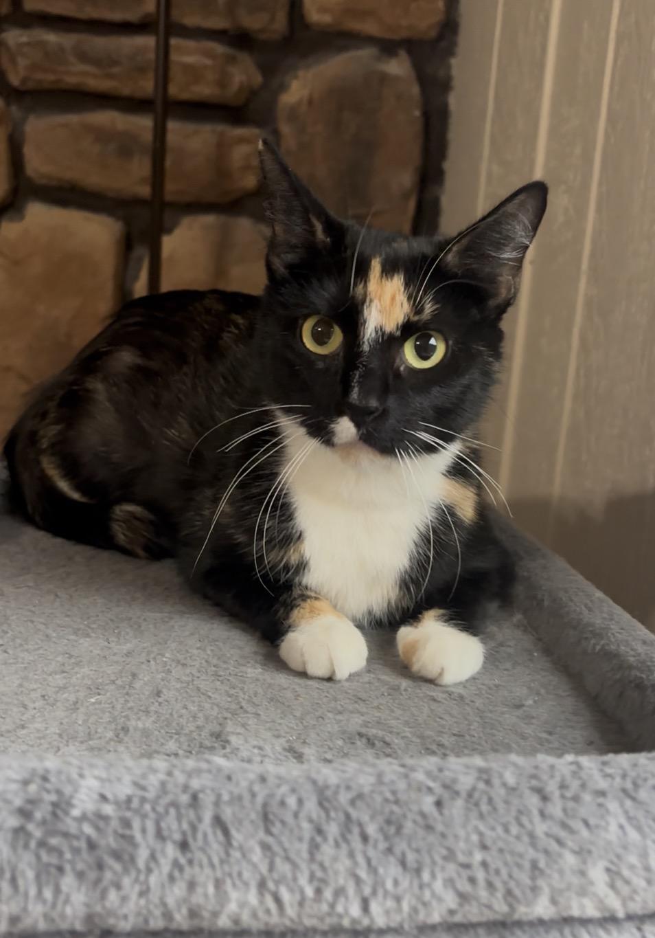 Enlarge Judy Hopps, a ADOPTABLE Domestic Short Hair in Crown Point, IN image 2/2