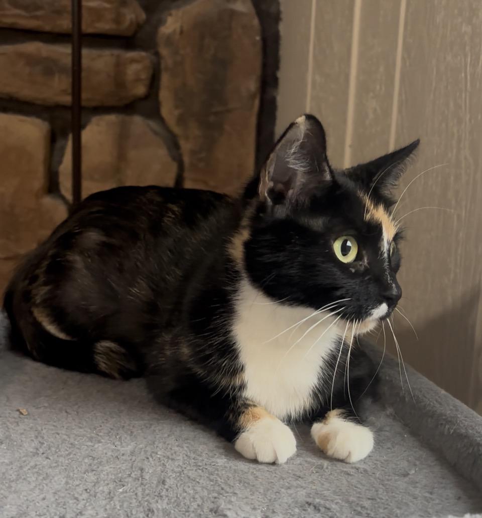 Judy Hopps, ADOPTABLE, Adult Female Domestic Short Hair.