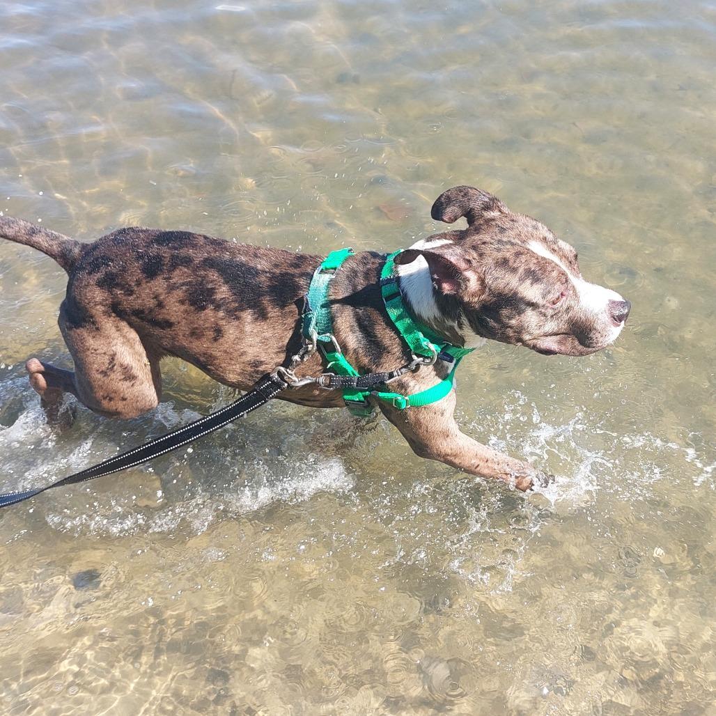 Bruce, Adoptable, Adult Male Mixed Breed.