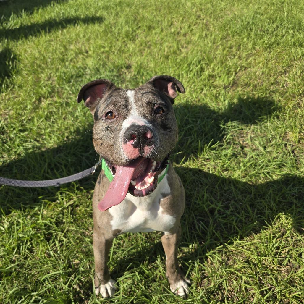 Enlarge Bruce, a Adoptable Mixed Breed in Clearwater, FL image 2/6