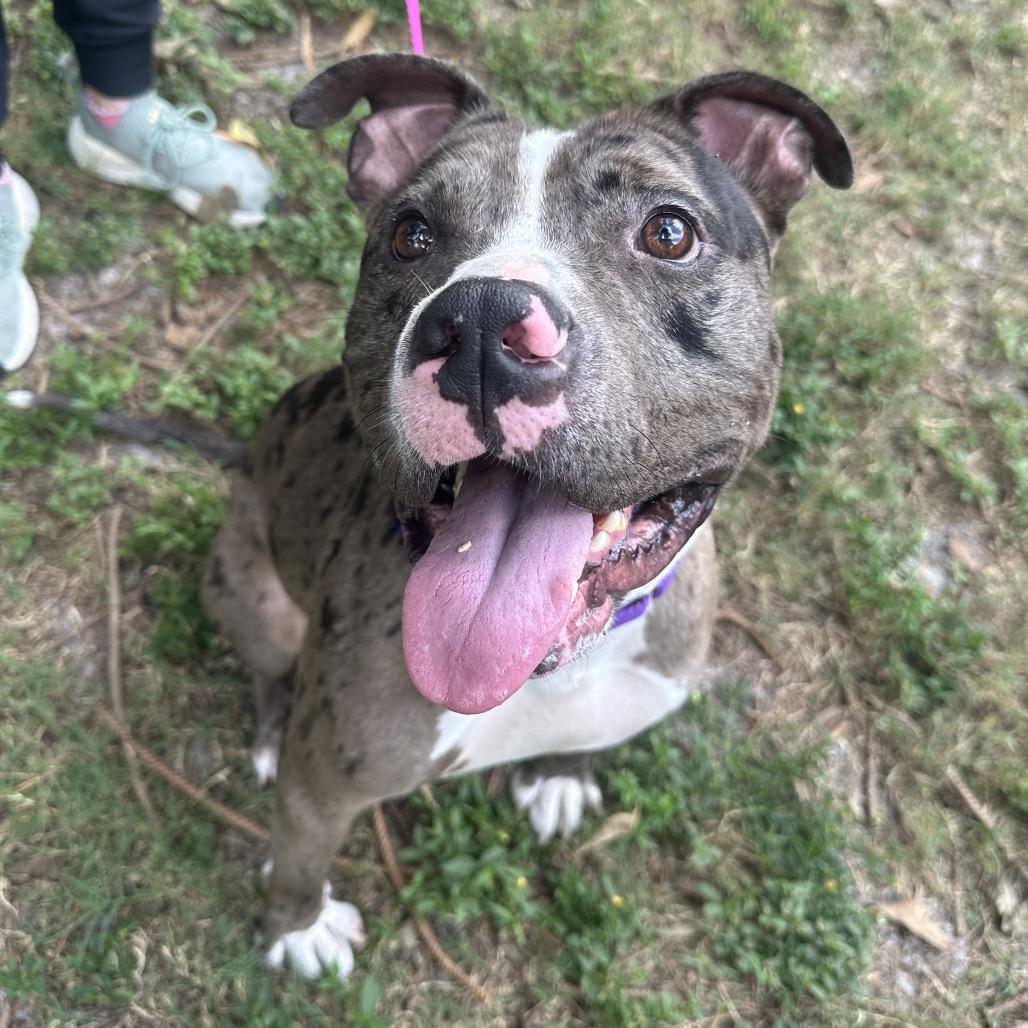 Enlarge Bruce, a Adoptable Mixed Breed in Clearwater, FL image 4/6
