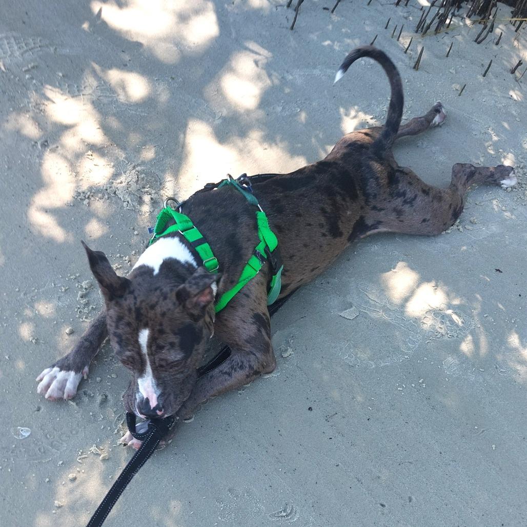 Enlarge Bruce, a Adoptable Mixed Breed in Clearwater, FL image 5/6