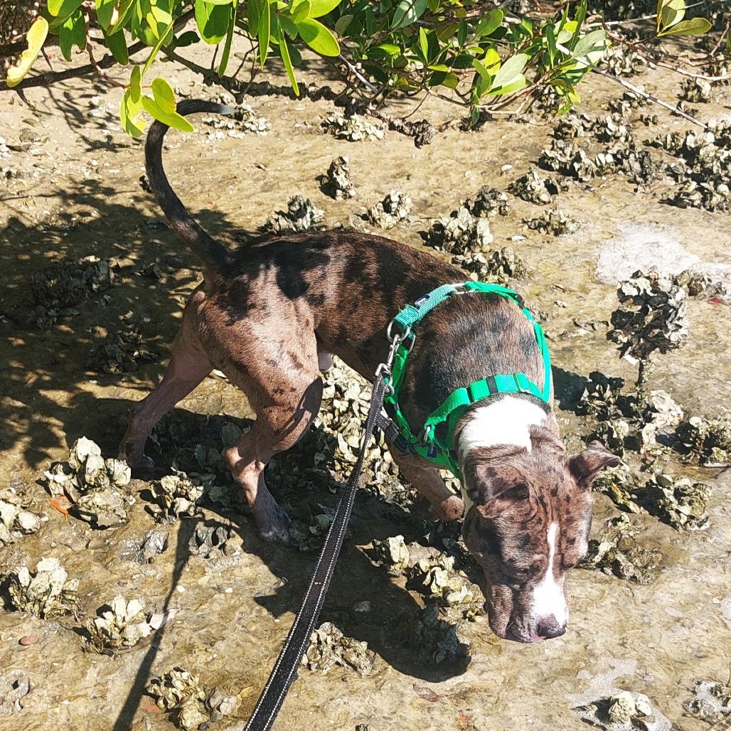 Enlarge Bruce, a Adoptable Mixed Breed in Clearwater, FL image 6/6