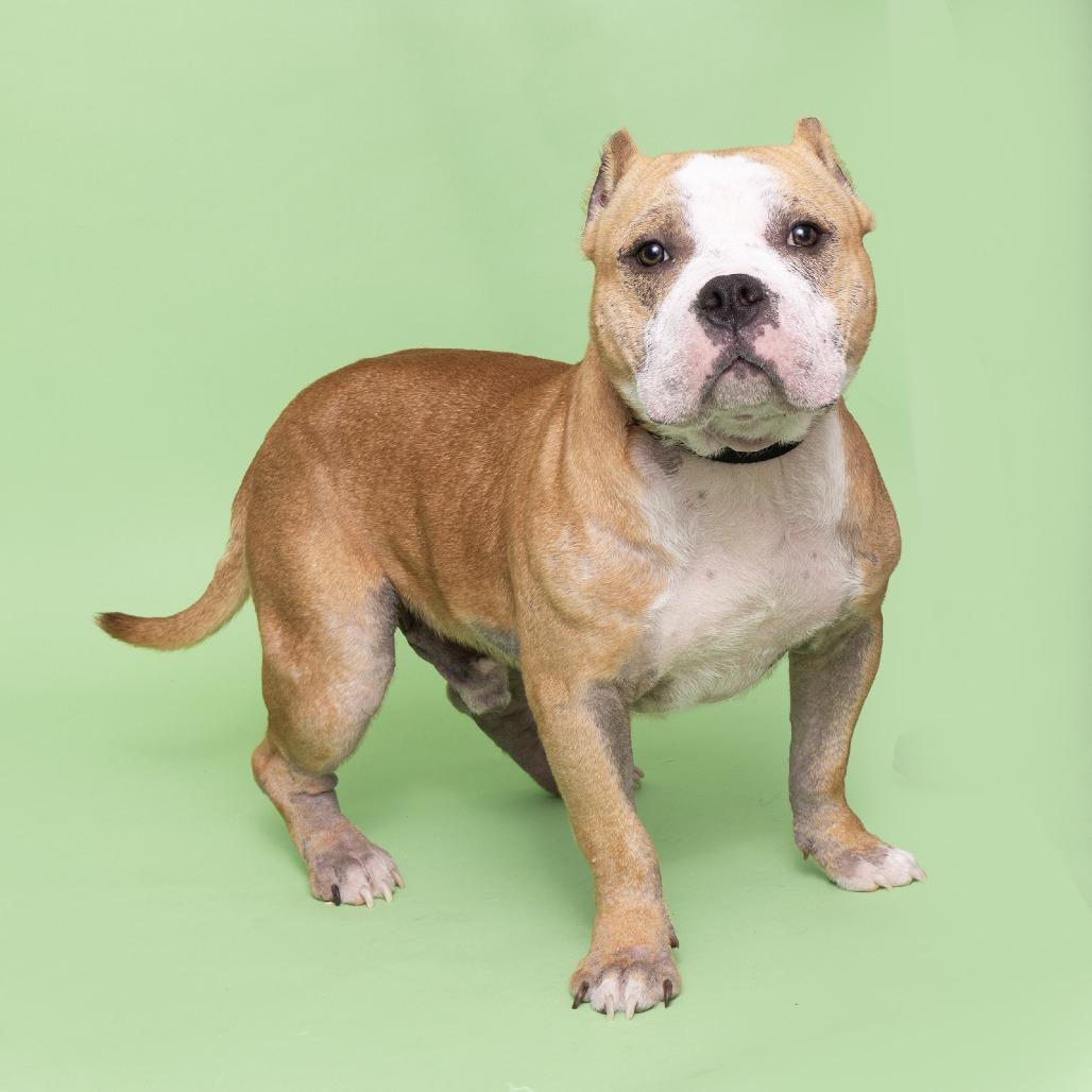Nigel, Adoptable, Adult Male American Staffordshire Terrier.