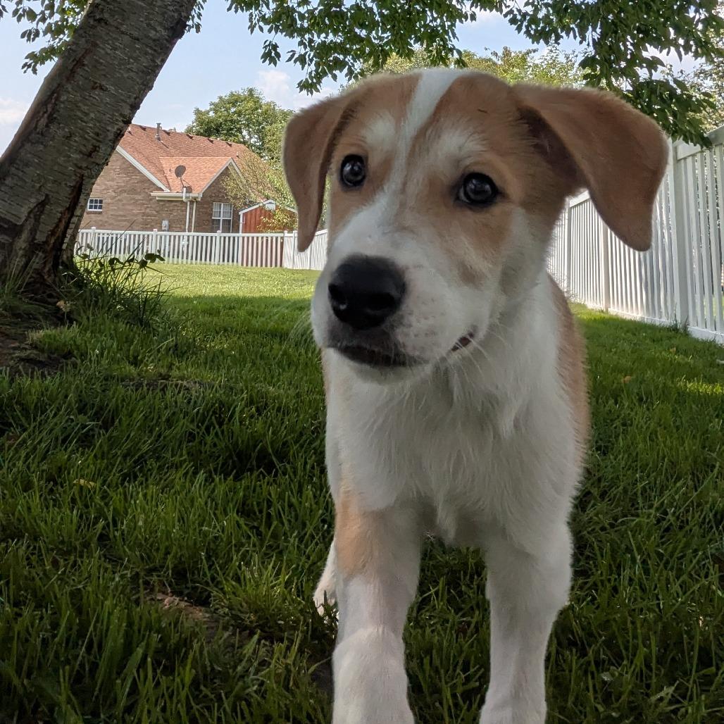 Enlarge Blaze, a Adoptable Mixed Breed in La Grange, KY image 2/6