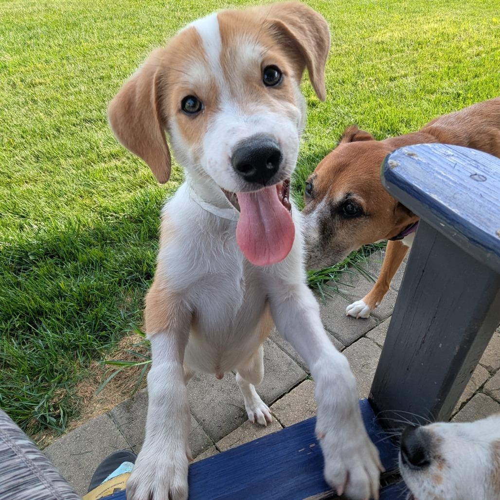 Enlarge Blaze, a Adoptable Mixed Breed in La Grange, KY image 4/6